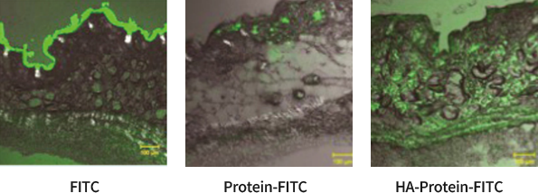 FITC/Protein-FITC/HA-Protein-FITC